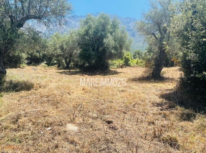 Terrain constructible sur la commune de Montegrosso 