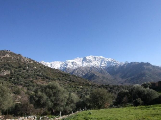 Superbe Terrain avec Oliviers Centenaires 